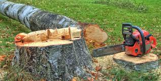 Best Tree Trimming and Pruning  in Millvale, PA