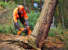 Best Pest Control for Lawns  in Millvale, PA