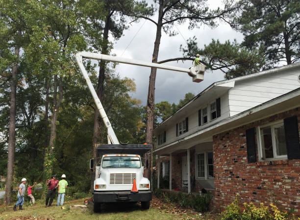 Leaf Removal in Millvale, PA