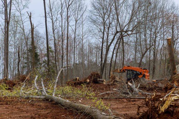 Best Tree Maintenance Programs  in Millvale, PA