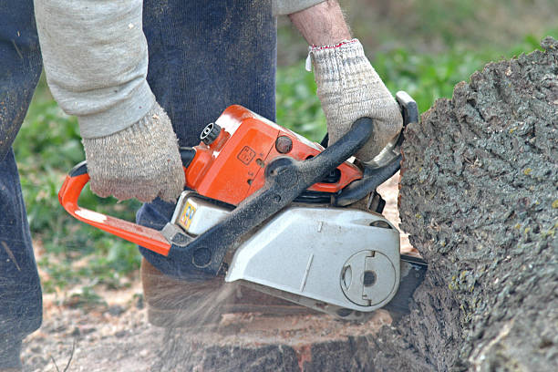 Best Tree Removal  in Millvale, PA