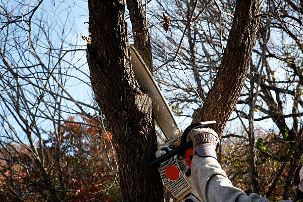 Best Firewood Processing and Delivery  in Millvale, PA
