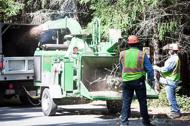Best Grass Overseeding  in Millvale, PA