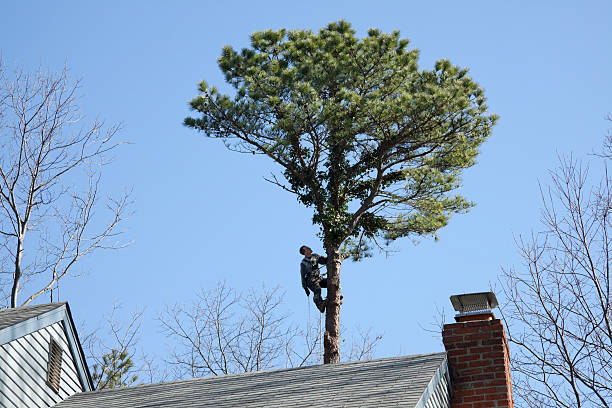 Best Palm Tree Trimming  in Millvale, PA