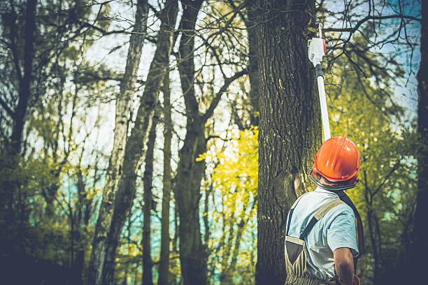 Best Commercial Tree Services  in Millvale, PA
